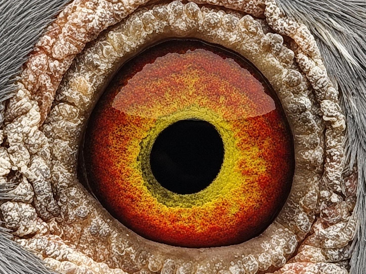 Pigeon eye